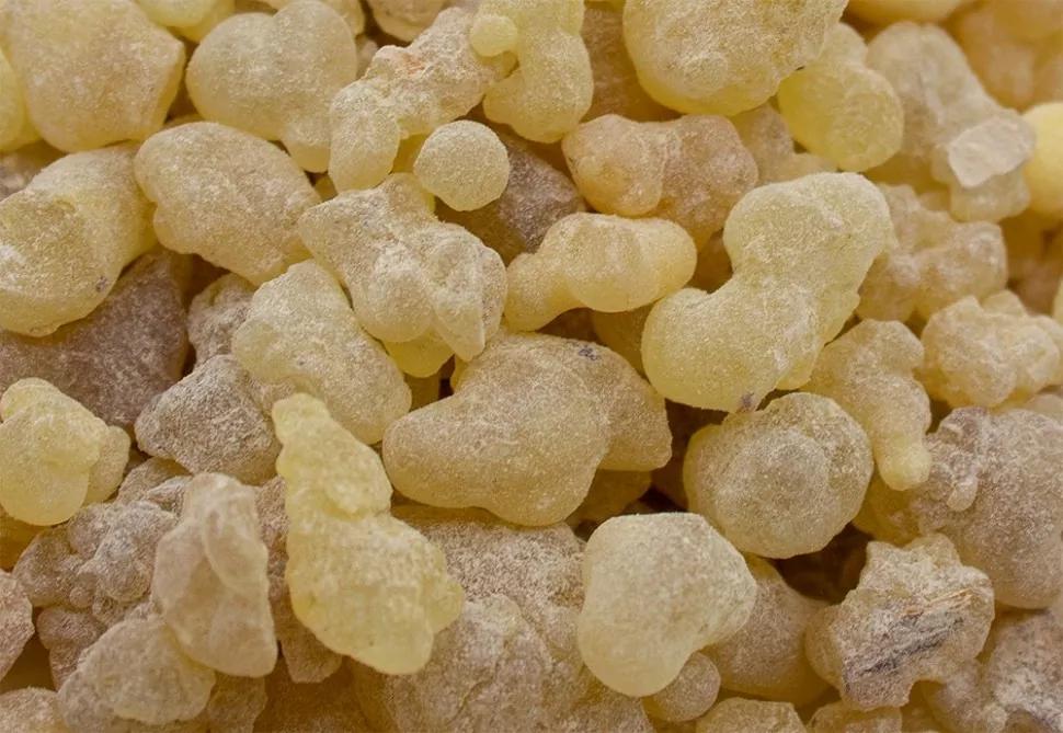 Boswellia Frankincense